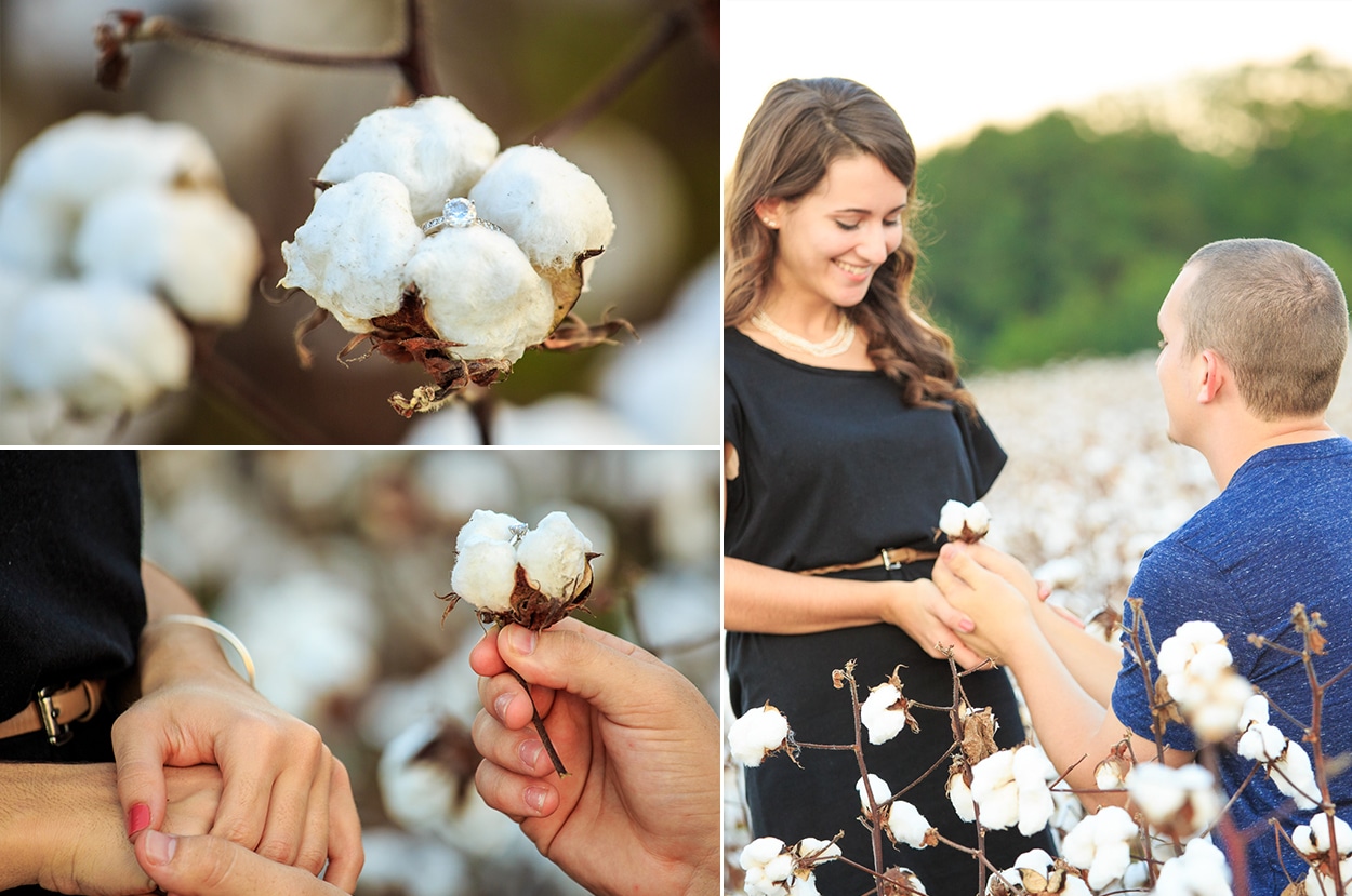 Proposal at the Cotton fields with engagement ring inside of the cotton ball in Myrtle Beach south Carolina