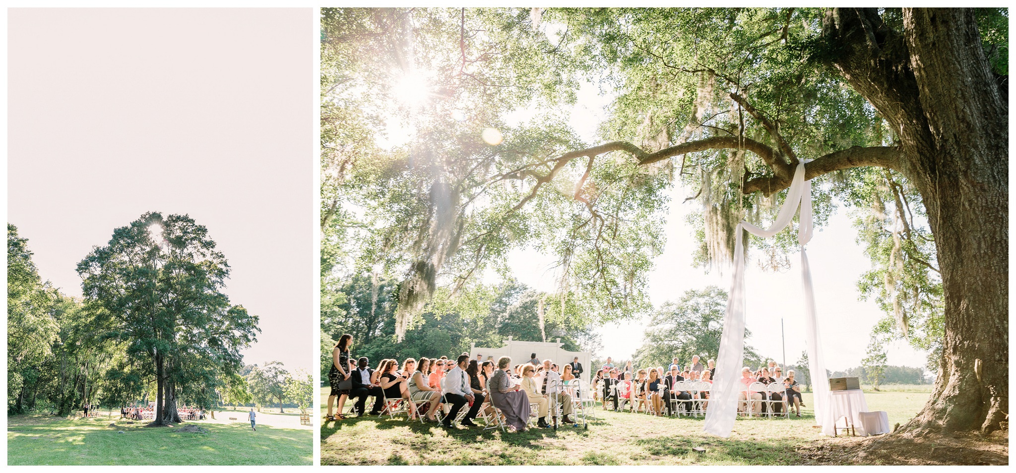 Giant oak tree as a centerpiece of the ceremony site 