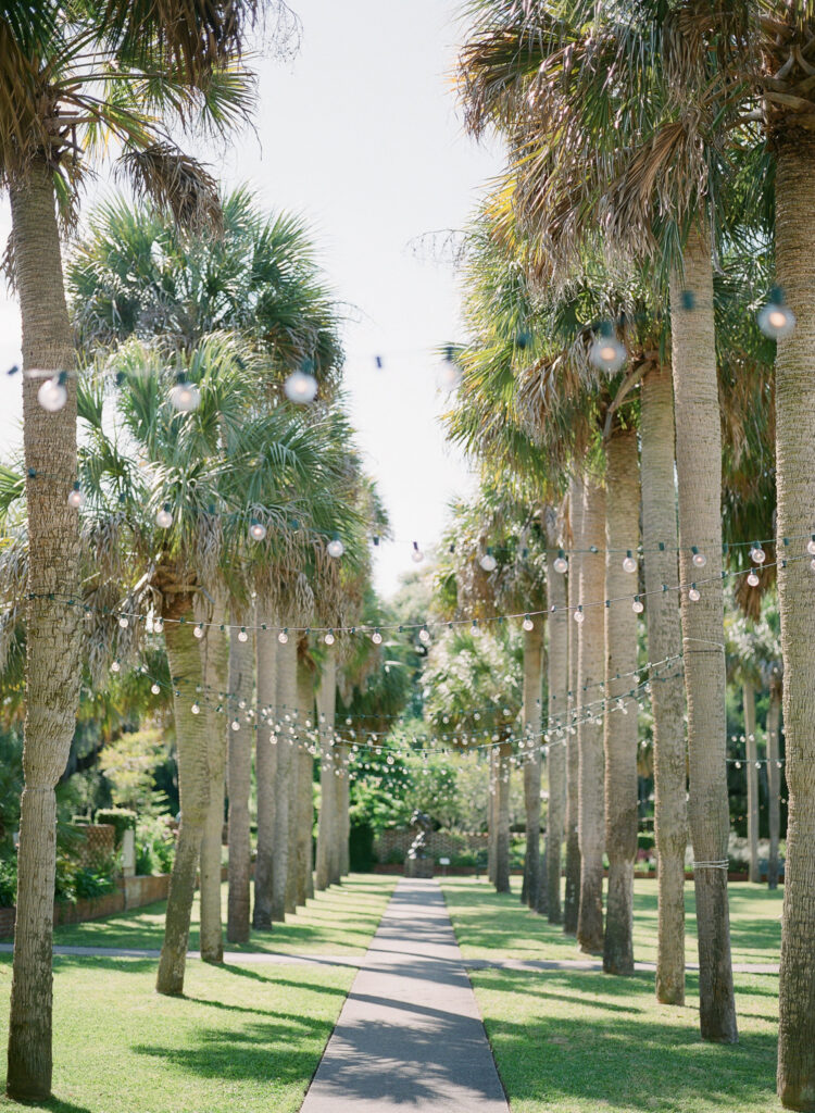 Row of palm trees